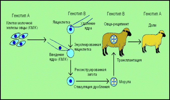 Схема клонирования высокопродуктивной коровы